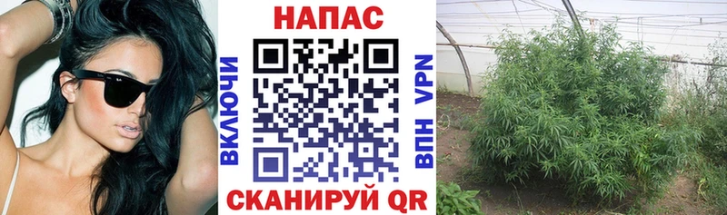 Конопля сатива Купить где Куровское
